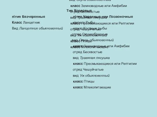 Тип Хордовые п\тип Безчерепные п\тип Черепные или Позвоночные Класс Ланцетник н\класс Рыбы