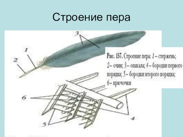 Строение пера