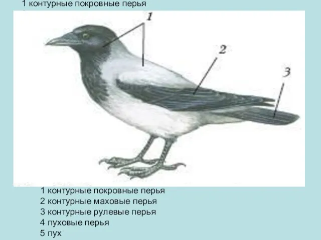 1 контурные покровные перья 2 контурные маховые перья 3 контурные рулевые перья