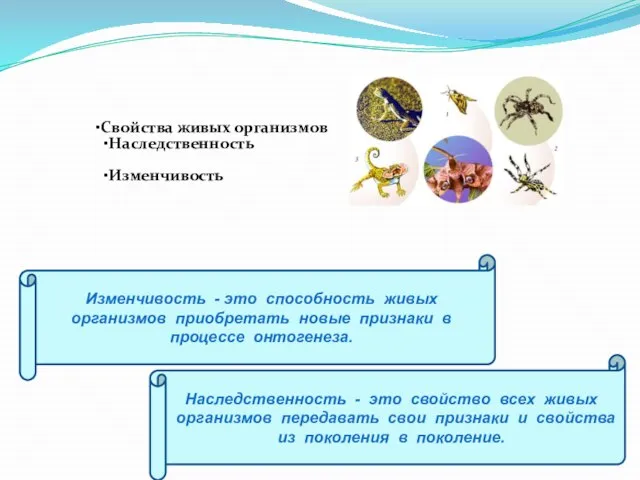 Изменчивость - это способность живых организмов приобретать новые признаки в процессе онтогенеза.