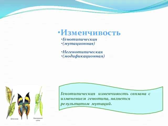 Генотипическая изменчивость связана с изменением генотипа, является результатом мутаций.