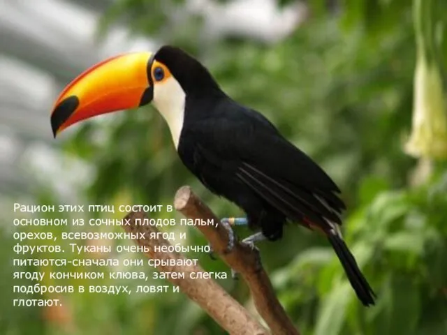 Рацион этих птиц состоит в основном из сочных плодов пальм, орехов, всевозможных