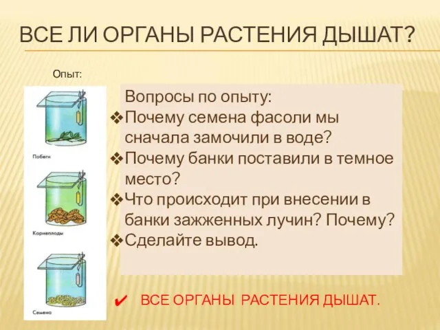 ВСЕ ЛИ ОРГАНЫ РАСТЕНИЯ ДЫШАТ? Опыт: Вопросы по опыту: Почему семена фасоли