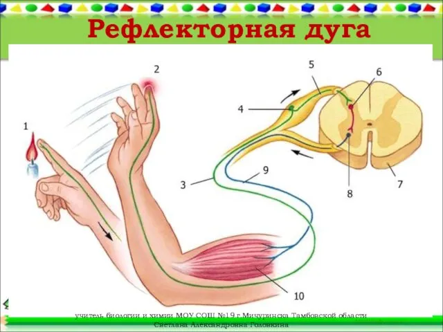 Рефлекторная дуга учитель биологии и химии МОУ СОШ №19 г.Мичуринска Тамбовской области Светлана Александровна Головкина