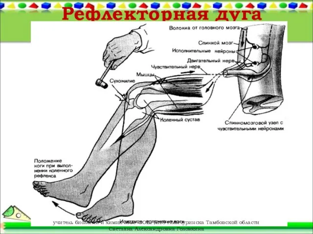 Рефлекторная дуга учитель биологии и химии МОУ СОШ №19 г.Мичуринска Тамбовской области Светлана Александровна Головкина