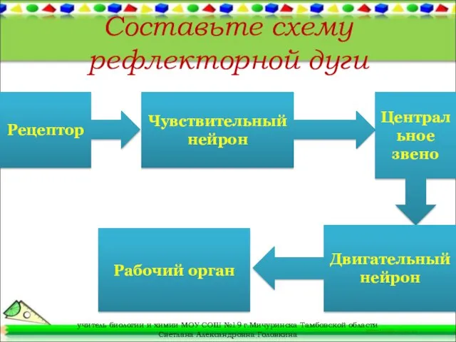 Составьте схему рефлекторной дуги Рецептор Чувствительный нейрон Центральное звено Двигательный нейрон Рабочий