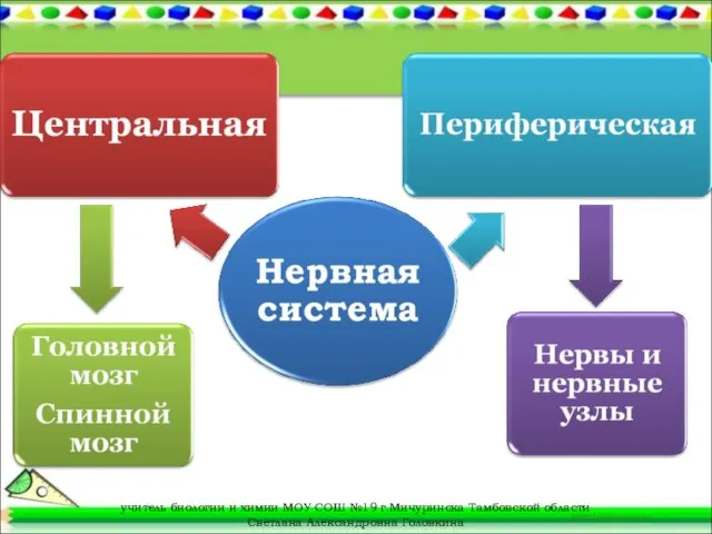 учитель биологии и химии МОУ СОШ №19 г.Мичуринска Тамбовской области Светлана Александровна Головкина