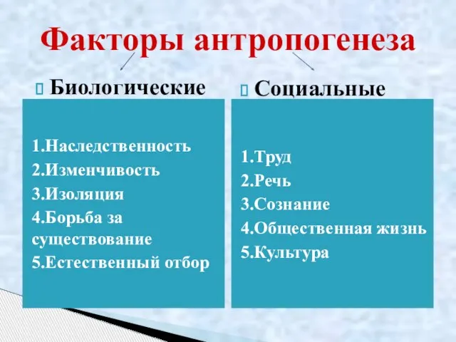 Факторы антропогенеза 1.Наследственность 2.Изменчивость 3.Изоляция 4.Борьба за существование 5.Естественный отбор 1.Труд 2.Речь