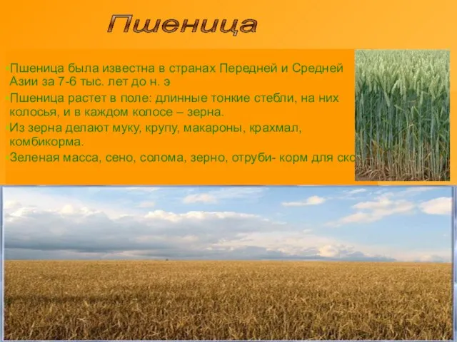 Пшеница была известна в странах Передней и Средней Азии за 7-6 тыс.