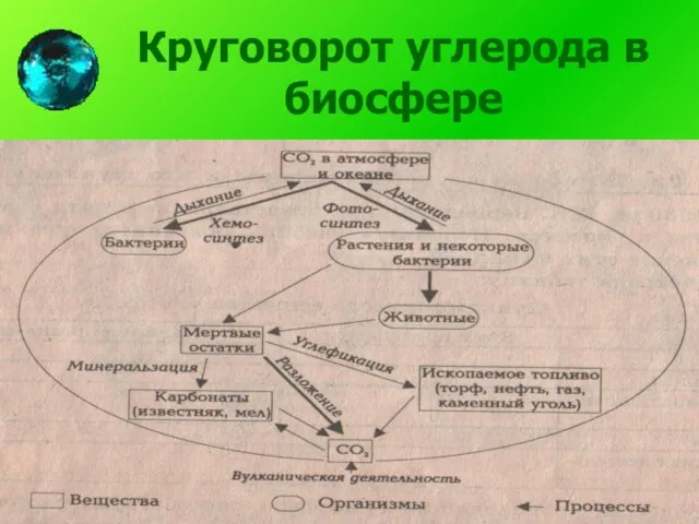 Круговорот углерода в биосфере