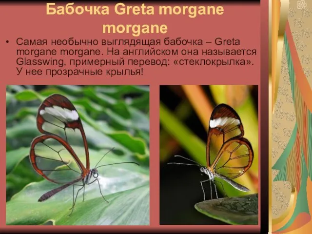 Бабочка Greta morgane morgane Самая необычно выглядящая бабочка – Greta morgane morgane.