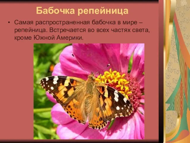 Бабочка репейница Самая распространенная бабочка в мире – репейница. Встречается во всех