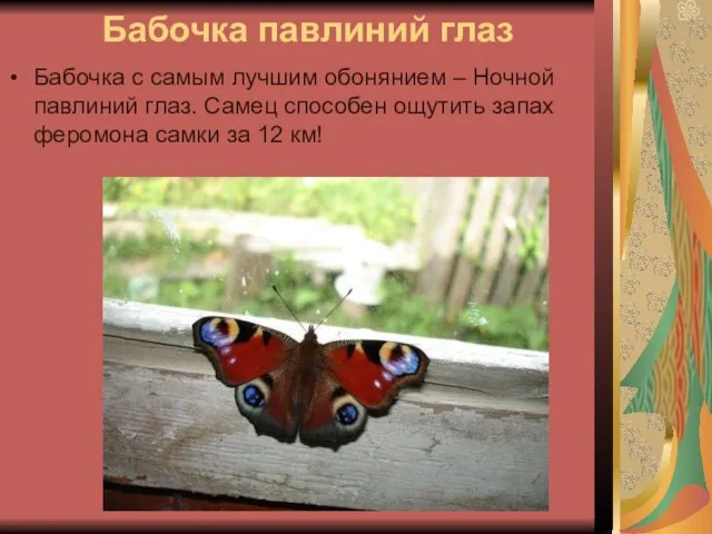 Бабочка павлиний глаз Бабочка с самым лучшим обонянием – Ночной павлиний глаз.