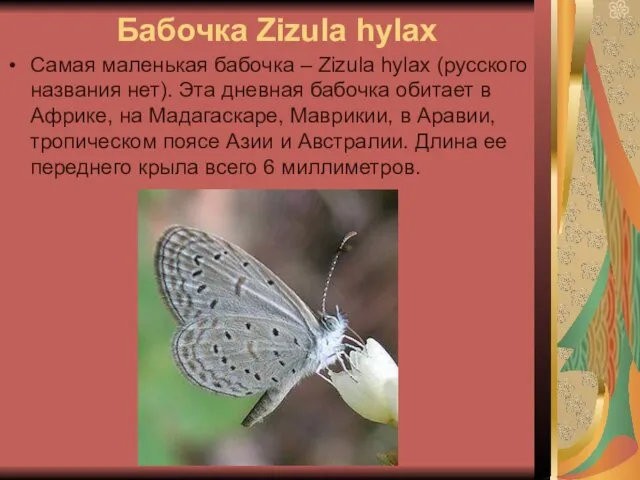 Бабочка Zizula hylax Самая маленькая бабочка – Zizula hylax (русского названия нет).