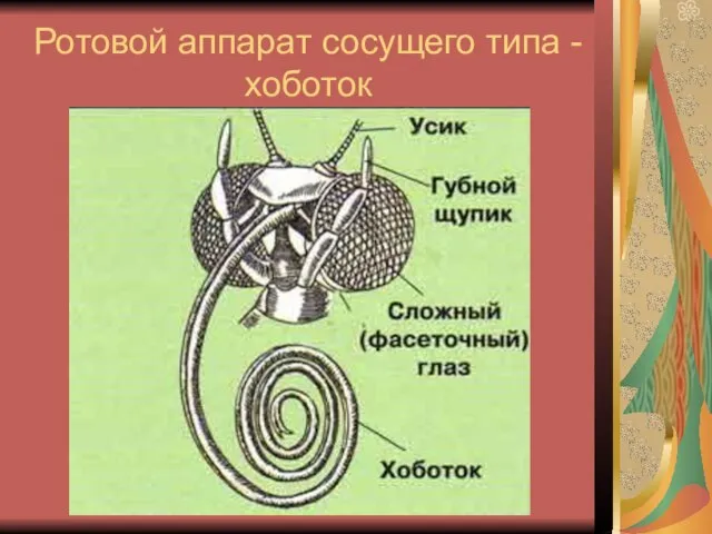 Ротовой аппарат сосущего типа - хоботок