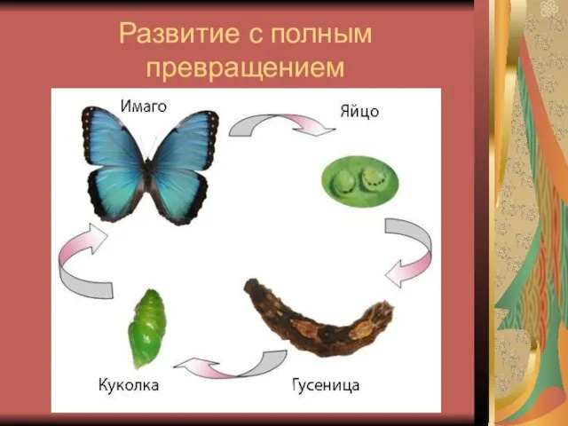 Развитие с полным превращением