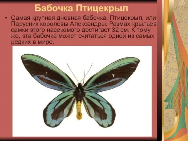 Бабочка Птицекрыл Самая крупная дневная бабочка, Птицекрыл, или Парусник королевы Александры. Размах
