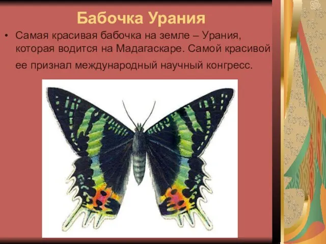 Бабочка Урания Самая красивая бабочка на земле – Урания, которая водится на