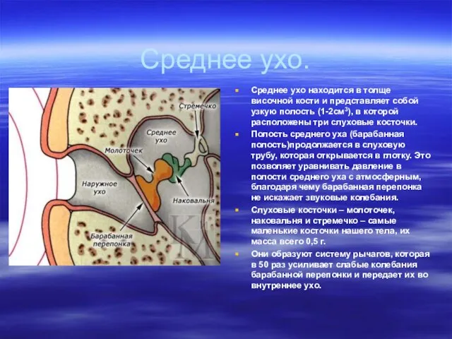 Среднее ухо. Среднее ухо находится в толще височной кости и представляет собой