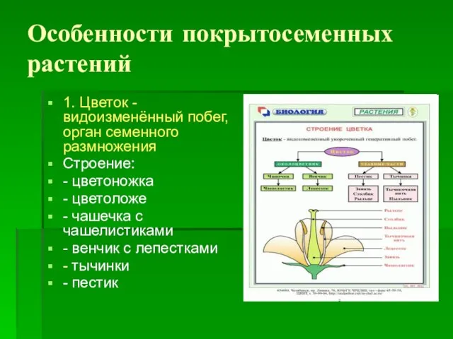 Особенности покрытосеменных растений 1. Цветок - видоизменённый побег, орган семенного размножения Строение: