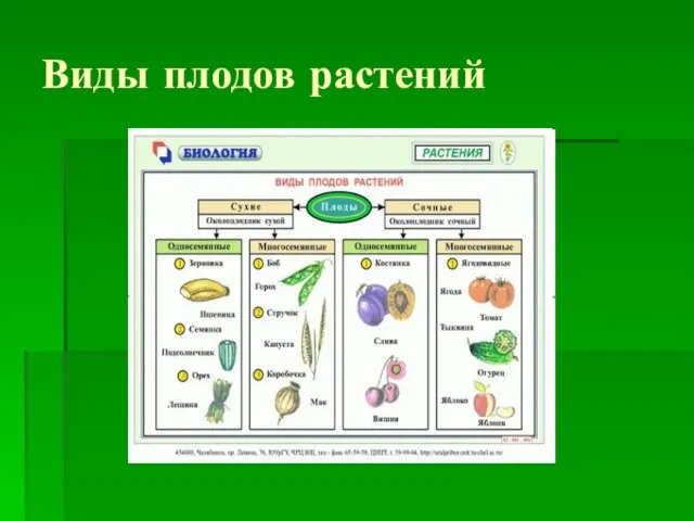 Виды плодов растений