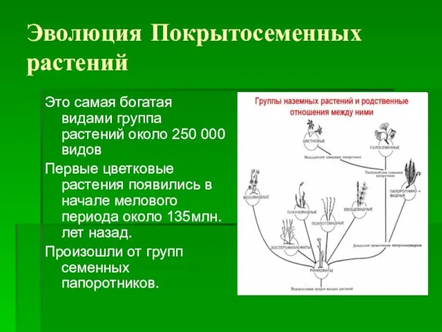 Эволюция Покрытосеменных растений Это самая богатая видами группа растений около 250 000