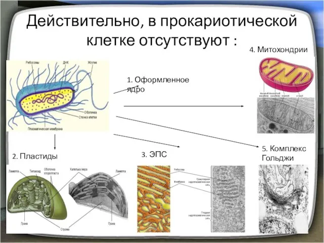 Действительно, в прокариотической клетке отсутствуют : 1. Оформленное ядро 2. Пластиды 3.