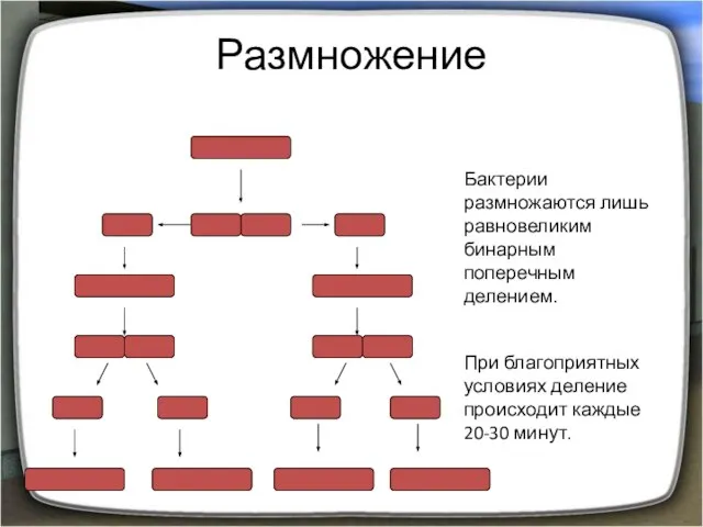 Размножение Бактерии размножаются лишь равновеликим бинарным поперечным делением. При благоприятных условиях деление происходит каждые 20-30 минут.