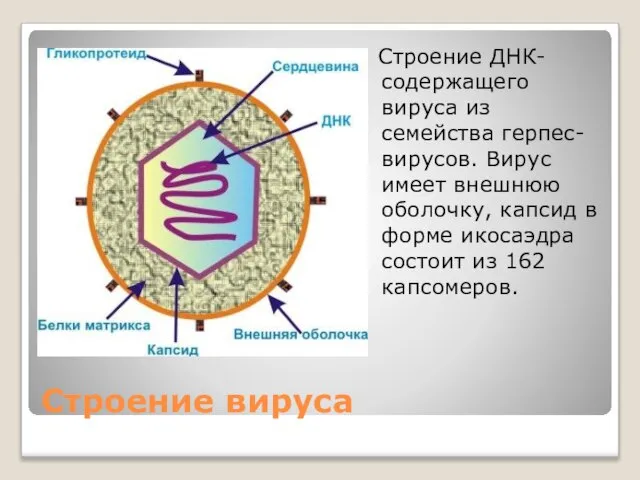 Строение вируса Строение ДНК-содержащего вируса из семейства герпес-вирусов. Вирус имеет внешнюю оболочку,