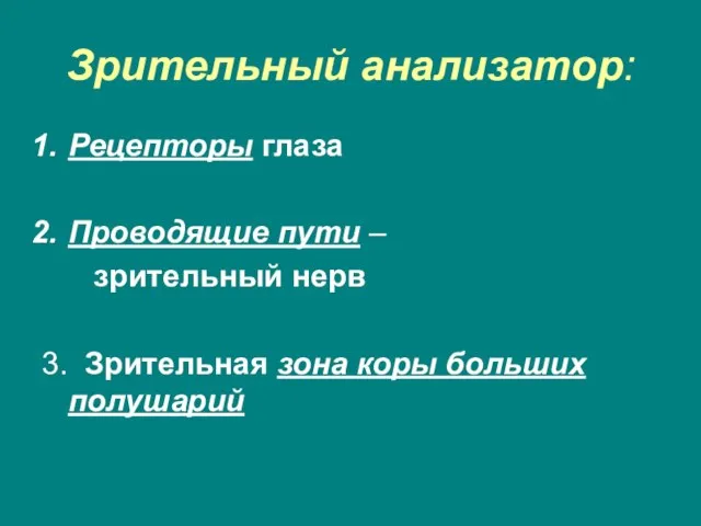 Зрительный анализатор: Рецепторы глаза Проводящие пути – зрительный нерв 3. Зрительная зона коры больших полушарий