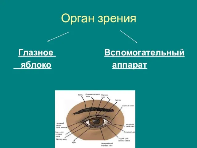 Орган зрения Глазное Вспомогательный яблоко аппарат