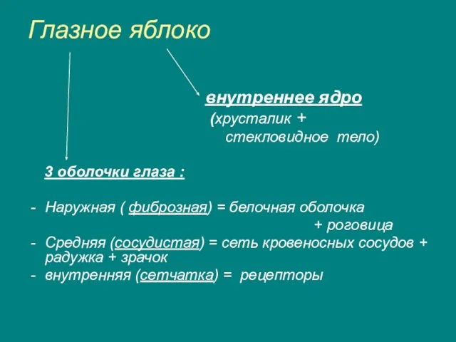 Глазное яблоко внутреннее ядро (хрусталик + стекловидное тело) 3 оболочки глаза :