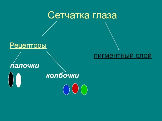 Сетчатка глаза Рецепторы пигментный слой палочки колбочки