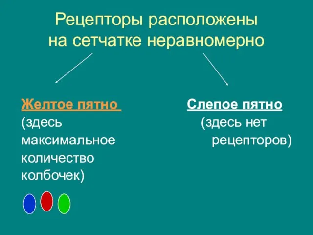 Рецепторы расположены на сетчатке неравномерно Желтое пятно Слепое пятно (здесь (здесь нет максимальное рецепторов) количество колбочек)