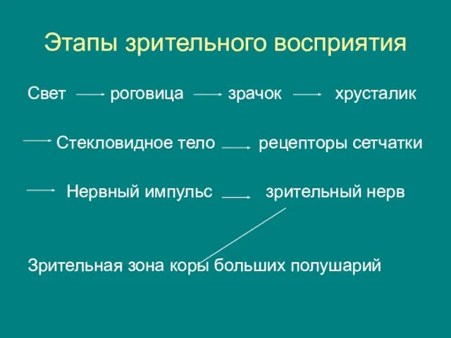 Этапы зрительного восприятия Свет роговица зрачок хрусталик Стекловидное тело рецепторы сетчатки Нервный