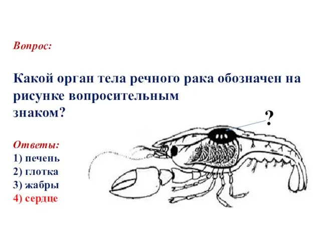 Вопрос: Какой орган тела речного рака обозначен на рисунке вопросительным знаком? Ответы: