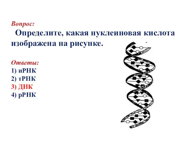 Вопрос: Определите, какая нуклеиновая кислота изображена на рисунке. Ответы: 1) иРНК 2)