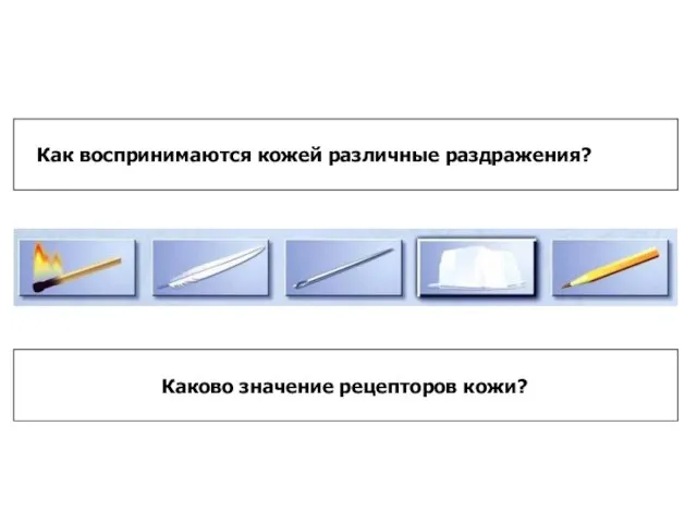 Как воспринимаются кожей различные раздражения? Каково значение рецепторов кожи?