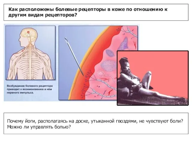 Как расположены болевые рецепторы в коже по отношению к другим видам рецепторов?