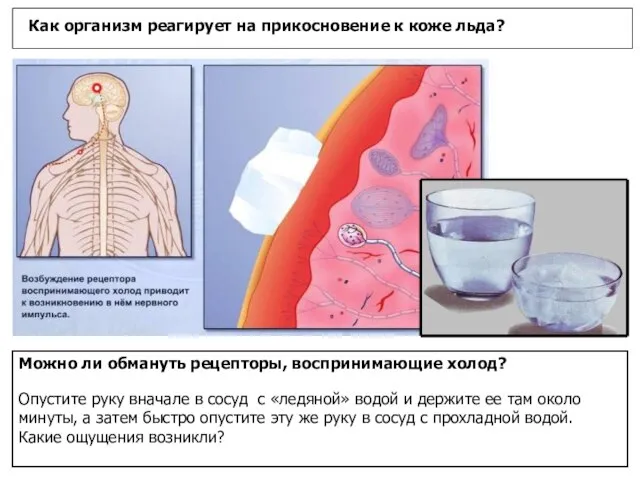 Как организм реагирует на прикосновение к коже льда? Можно ли обмануть рецепторы,