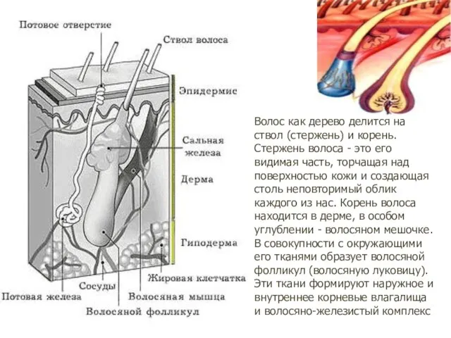 Волос как дерево делится на ствол (стержень) и корень. Стержень волоса -