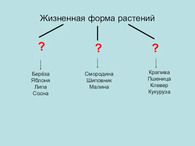 Жизненная форма растений Берёза Яблоня Липа Сосна ? ? Смородина Шиповник Малина