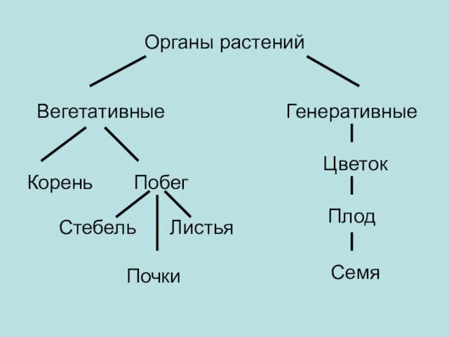 Органы растений Вегетативные Генеративные Корень Побег Стебель Листья Почки Цветок Плод Семя