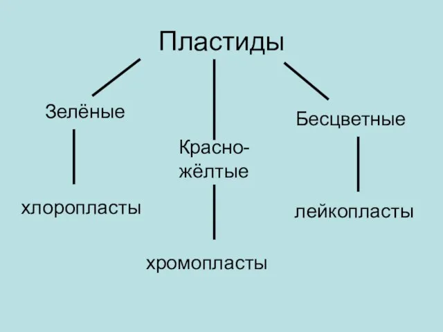 Пластиды Зелёные Красно-жёлтые Бесцветные хлоропласты хромопласты лейкопласты