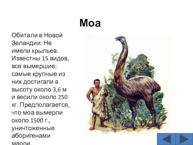 Моа Обитали в Новой Зеландии. Не имели крыльев. Известны 15 видов, все