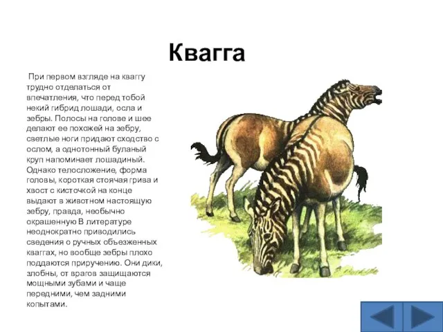 Квагга При первом взгляде на кваггу трудно отделаться от впечатления, что перед
