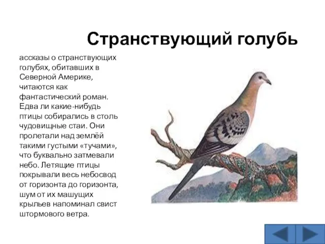 Странствующий голубь ассказы о странствующих голубях, обитавших в Северной Америке, читаются как