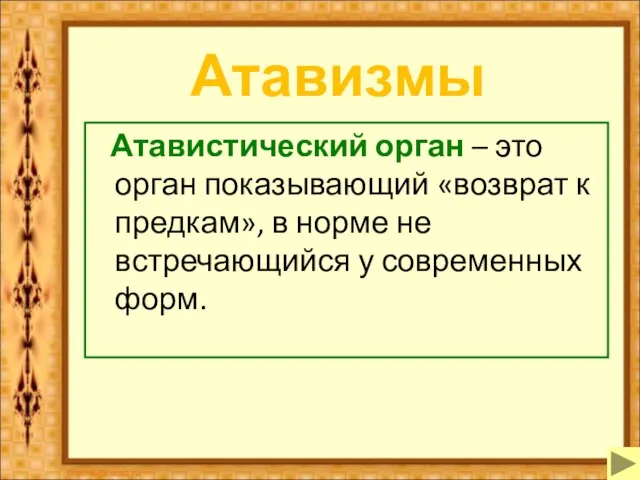 Атавизмы Атавистический орган – это орган показывающий «возврат к предкам», в норме