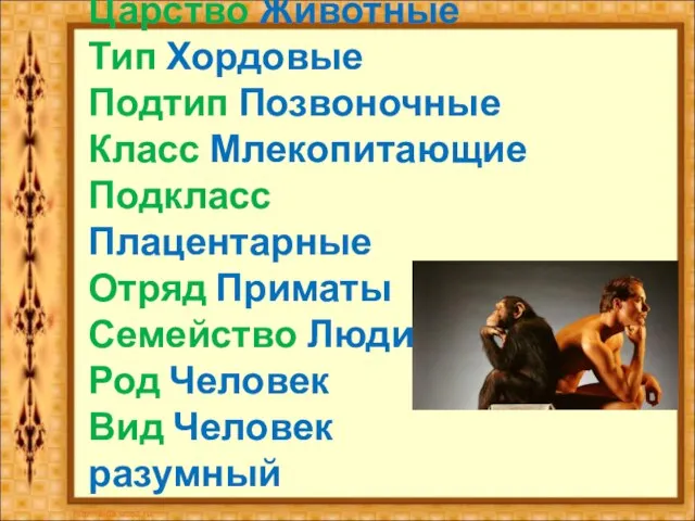 Царство Животные Тип Хордовые Подтип Позвоночные Класс Млекопитающие Подкласс Плацентарные Отряд Приматы