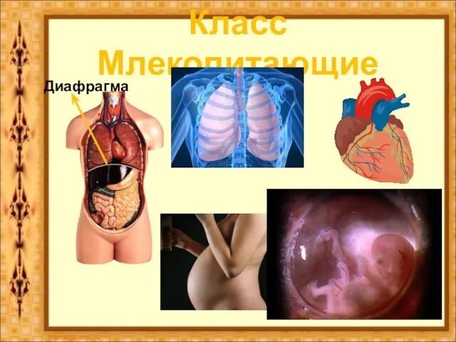 Класс Млекопитающие Диафрагма